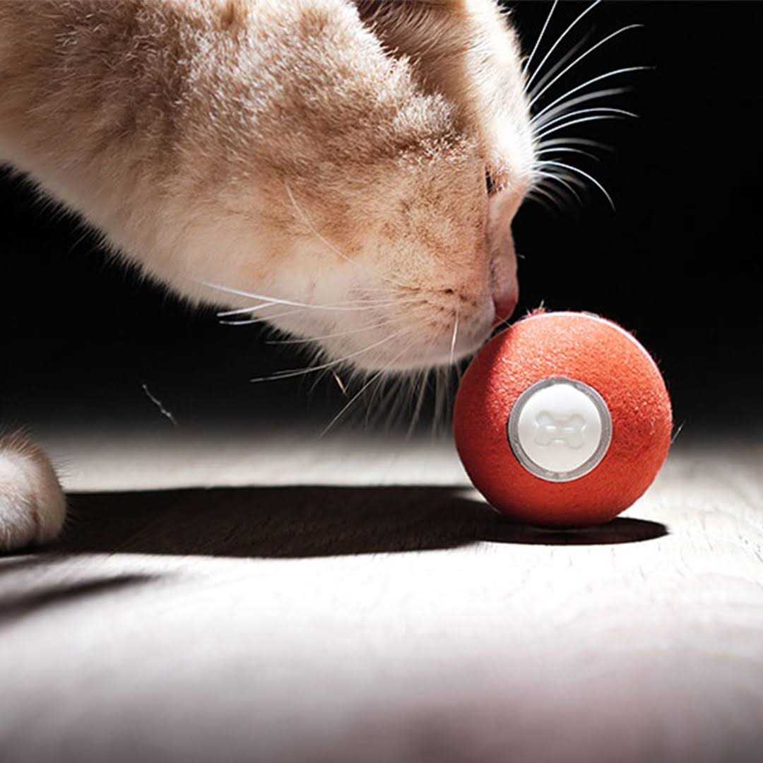 Interactive Cat Toy 1.7 Inch N196872