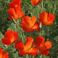 California Poppy Seeds 1 lb O686969