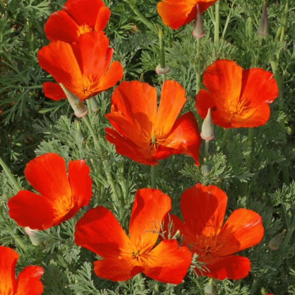 California Poppy Seeds 1 lb O686969