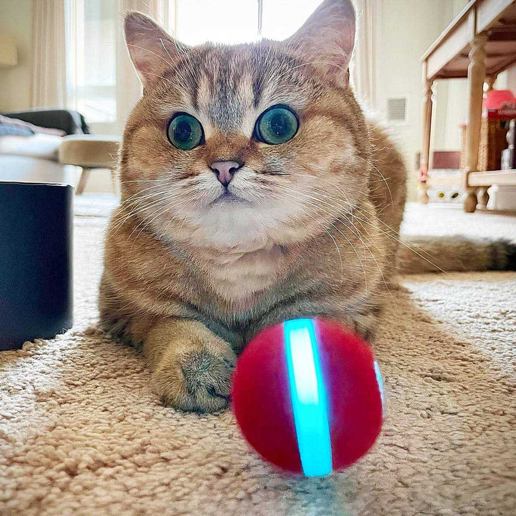 Interactive Cat Toy 1.7 Inch N196872