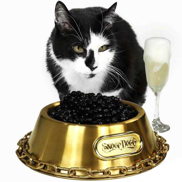 Pet Bowl F762301