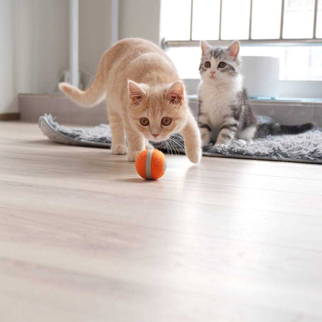Interactive Cat Toy 1.7 Inch N196872