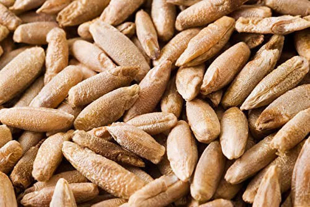 22 Pound Bag Of Rye Berries P122